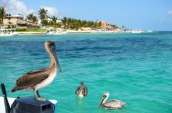 Pellicani vicino a una spiaggia di Puerto Morelos, Messico.



