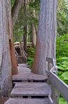 Percorso pedonale sul Mount Revelstoke National Park, Canada.