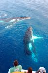 Persone in un tour di whale watching a Hervey Bay, Australia. Siamo nella capitale mondiale del whale watching dove è possibile ammirare da vicino balene, megattere, delfini, dugonghi ...