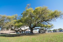 Persone sotto una grande quercia di 300 anni a Biloxi, Mississipi, Stati Uniti. Un momento di relax durante le attività al National Jr. Beta Convention. - © fasthorses / Shutterstock.com ...