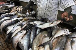 Pesce appena pescato in vendita al mercato di Nadi, Viti Levu, Figi.

