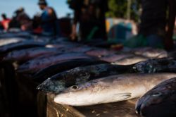 Pesce in vendita al mercato di Honiara, isole Salomone.

