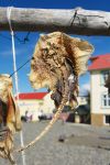 Pesce lasciato ad essiccare al sole nella cittadina di Hvammstangi, in Islanda.