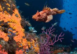 Un Pesce scorpione nei fondali dell'Isola di Cavallo in Corsica