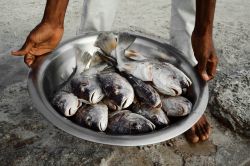 Pesci tropicali appena pescati pronti per la cottura sulla spiaggia di Boca Chica, Repubblica Dominicana.

