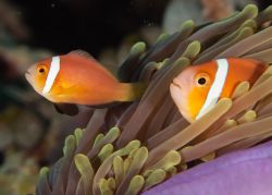 Stupendi pesci tropicali nelle calde acque dell'atollo di Ari Nord, nell'Oceano Indiano, isole Maldive - foto © Shutterstock.com 