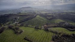 Piantagioni di ulivi nelle campagne di Camerano nelle Marche.