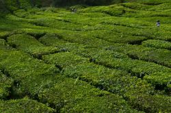 Le piantagioni delle Cameron Highlands: le montagne che caratterizzano le Cameron Highlands hanno un'altitudine di circa 1500 metri s.l.m. e grazie al clima di questo territorio sono perfette ...