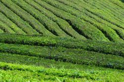 Piantagioni di té, Malesia: la pianta del tè è in realtà un albero, ma per ragioni di comodità viene mantenuta bassa, come fosse un arbusto. Le geometrie e ...