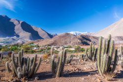 Piante di cactus con montagne andine sullo sfondo, valle di Elqui, Cile.

