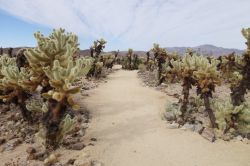 Piante di cactus nel deserto fuori Palm Springs, California.
