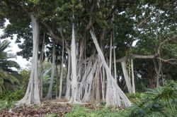 Piante di ficus in un parco di Puerto de la Cruz, isole Canarie, Spagna.

