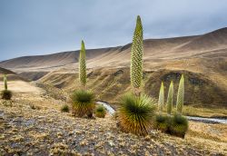 Piante di Puya raimondii nei pressi di Huaraz, Perù. Si tratta della titanca, nota anche come regina delle Ande: è la più grande pianta della famiglia delle Bromeliaceae.
 ...