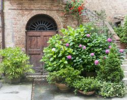 Piante fiorite impreziosiscono case e vie del centro storico di Buonconvento, provincia di Siena, Toscana.
