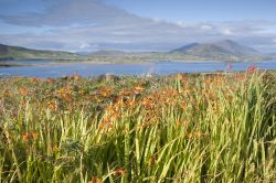 Piante fiorite sull'isola di Valentia, Irlanda.



