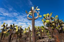 Piante grasse sull'isola Floreana alle Galapagos. Su questo lembo di terra che prende il nome dal primo presidente dell'Ecuador, Juan José Flores, durante la cui amministrazione ...