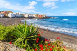 Piante verdi tropicali lungo una spiaggia di Puerto de la Cruz, Tenerife, con veduta del villaggio di Punta Brava.



