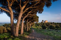 Pineta e fattoria toscana viste dal sentiero Poggetti a Rosignano Marittimo, provincia di Livorno.

 