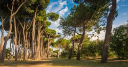 Pineta nei pressi della spiaggia di Roseto degli Abruzzi, Teramo.



