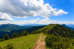 Pini di mugo lungo un sentiero nei pressi di Asiago, provincia di Vicenza, Veneto - © 346358477 / Shutterstock.com