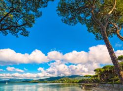 Pini marittimi, spiaggia e baia a Punta Ala, Toscana: un suggestivo panorama di questa località della Maremma.

