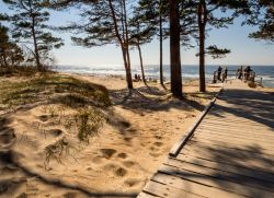 Pini nel parco di una spiaggia sabbiosa sul Mar Baltico a Palanga, Lituania.

