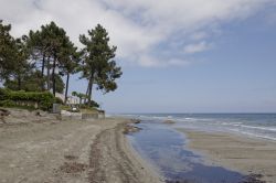 Pini sulla costa di Ghisonaccia, una delle spiagge della costa orientale della Corsica