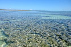 Piscina naturale a Maragogi nei pressi di Maceiò, Brasile, Sud America.



