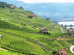 Una pittoresca veduta dei vigneti nella regione di Lavaux, lago di Ginevra, Svizzera.

