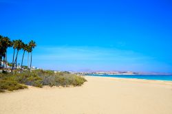 La bella Playa Costa Calma a Fuerteventura, isole Canarie, Spagna. La vegetazione con palme fa da cornice a questo tratto di litorale.

