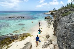 Playa Funchi, al Washington Slagbaai National Park, isola di Bonaire. E' uno dei luoghi migliori per effettuare snorkeling; da qui si possono inoltre ammirare gli ospiti della vicina salina: ...