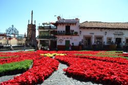 Plaza Borda, Taxco de Alarcón: nel periodo natalizio è abbellita con una splendida composizione floreale di Stelle di Natale, pianta di origine messicana conosciuta ed amata anche ...