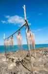 Polpi in essicazione sulla spiaggia di Rodrigues, Repubblica di Mauritius.
