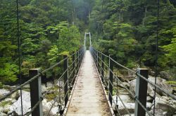 Un ponte sospeso attraversa un fiume in una foresta pluviale lussureggiante, sud dell'isola di Yakushima, Giappone.

