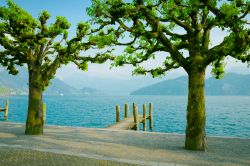 Pontile in legno e alberi sul lago di Lucerna a Weggis, Svizzera.



