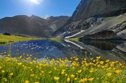 Prati fioriti nei pressi del lago Karagol, Nigde, Turchia. Durante la stagione primaverile il lago è circondato da fiori gialli e profumati.
