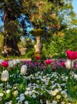 Prato fiorito al giardino botanico di Leuven, Belgio. Sullo sfondo, una fontana in pietra - © Tina Vander Molen / Shutterstock.com