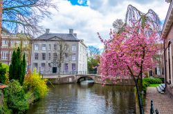 Alberi in fiore durante la primavera lungo i canali di Amersfoort, Olanda.