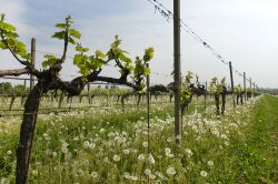 Primavera tra i vigneti di Passirano in Franciacorta (Lombardia)