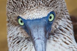 Sula di mare, Isole Galapagos. Questo particolare uccello endemico delle Isole al largo dell'Ecuador è famoso per le sue particolari zampe azzurre, che lo rendono facilmente identificabile ...