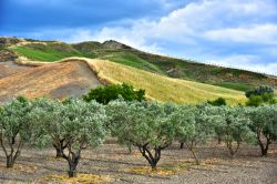 Provincia di Crotone, Calabria: un pittoresco panorama della campagna di questo angolo di territorio italiano.
