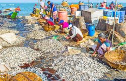 Lavoratori addetti alla pulizia del pesce sulla spiaggia di Negombo (Sri Lanka) prima che sia venduto al Main Fish Market - © eFesenko / Shutterstock.com