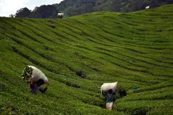 Raccoglitori di tè, Cameron Highlands: i braccianti incaricati della raccolta svolgono un lavoro durissimo; dopo aver tagliato le foglie, si caricano sulle spalle sacchi che possono pesare ...