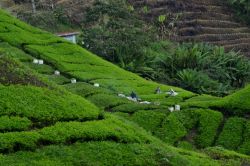 Raccolta del tè: nei campi si possono vedere gli operai impiegati nella raccolta delle preziose foglie, talvolta a mano e altre volte con macchinari che tagliano più velocemente ...