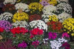 Randazzo in Fiore, la manifestazione floreale in Sicilia - © lindasky76 / Shutterstock.com