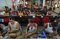 Interno della Real Fàbrica de Tabacos Partagàs, nel centro dell'Avana, dove vengono prodotti a mano i fmosi sigari cubani. L'azienda fu fondata nel 1845 - © T photography ...