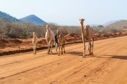 Regione di Marsabit, Kenya: un uomo cammina con i suoi dromedari sulla strada per Moyale  - © Marek Poplawski / Shutterstock.com