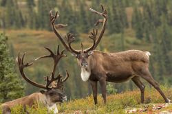 Renne (o caribù) nel Parco Nazionale di Denali, Alaska.

