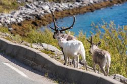 La principale attrazione della Norvegia è senza dubbio il suo paesaggio che ai fiordi del sud ovest affianca l'entroterra montuoso ideale per gli amanti della natura. A fare da protagoniste ...