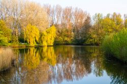 Riflessi del foliage autunnale di un parco al Westerpark Lake vicino a Zoetermeer, Olanda.
